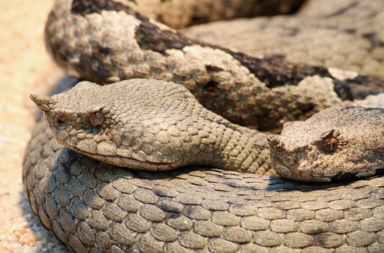 hornotter vipera ammodytes