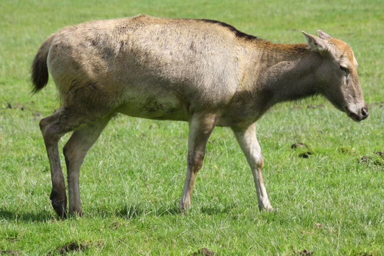 elaphurus davidianus in blaur drummond safari park