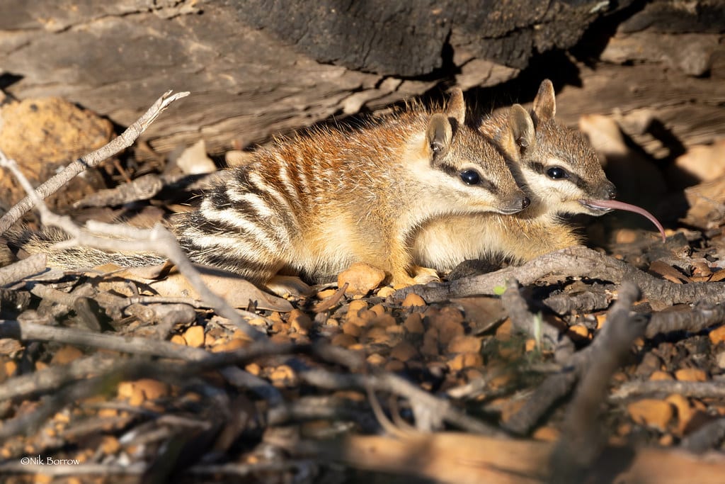 numbat myrmecobius fasciatus numbat myrmecobius fasciatus