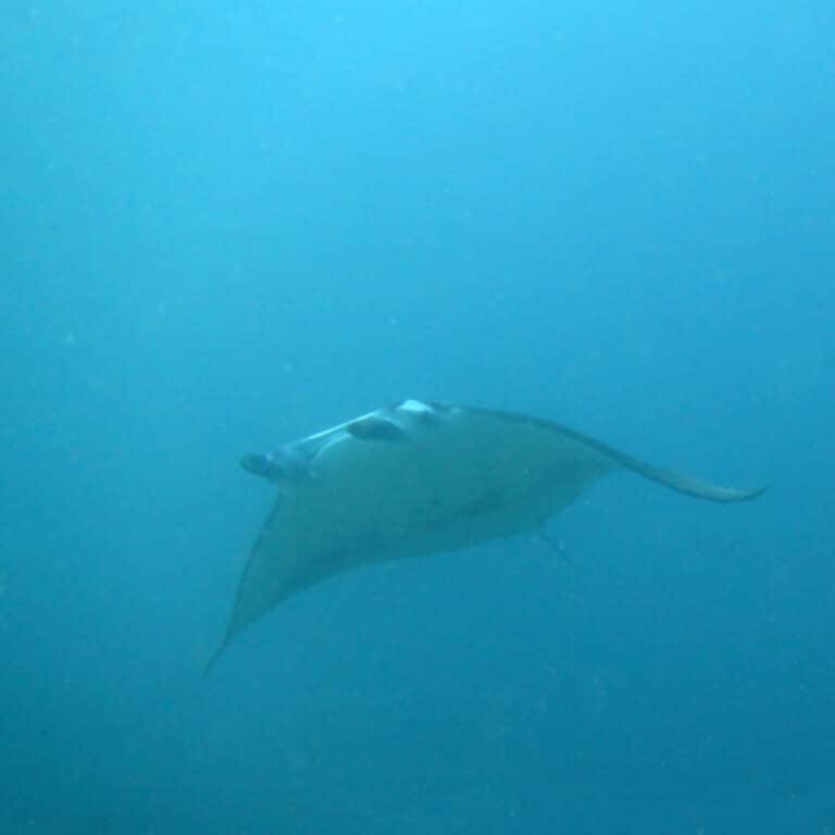 manta ray