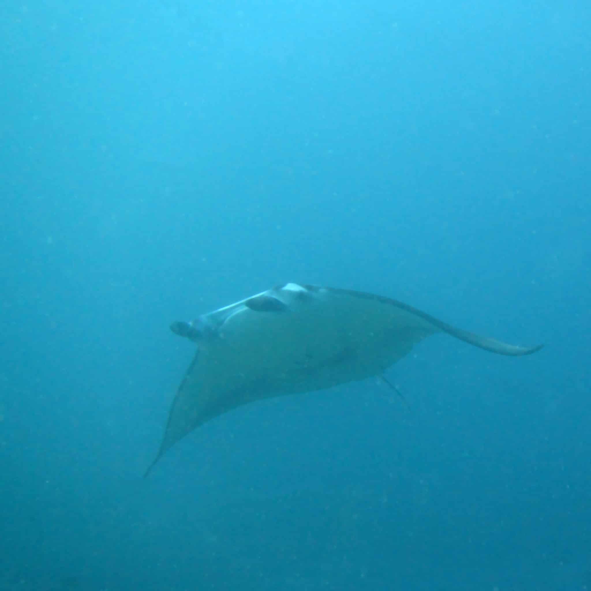 manta ray