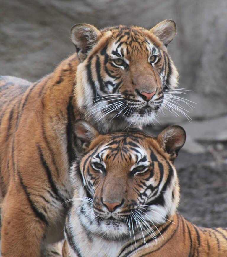malayan tigers (4419621171) malayan tigers (4419621171)