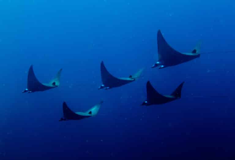 pigmy manta rays