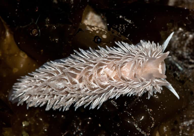 aeolidia papillosa (shag rug nudibranch) aeolidia papillosa (shag rug nudibranch)