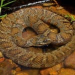 Northern Water Snake