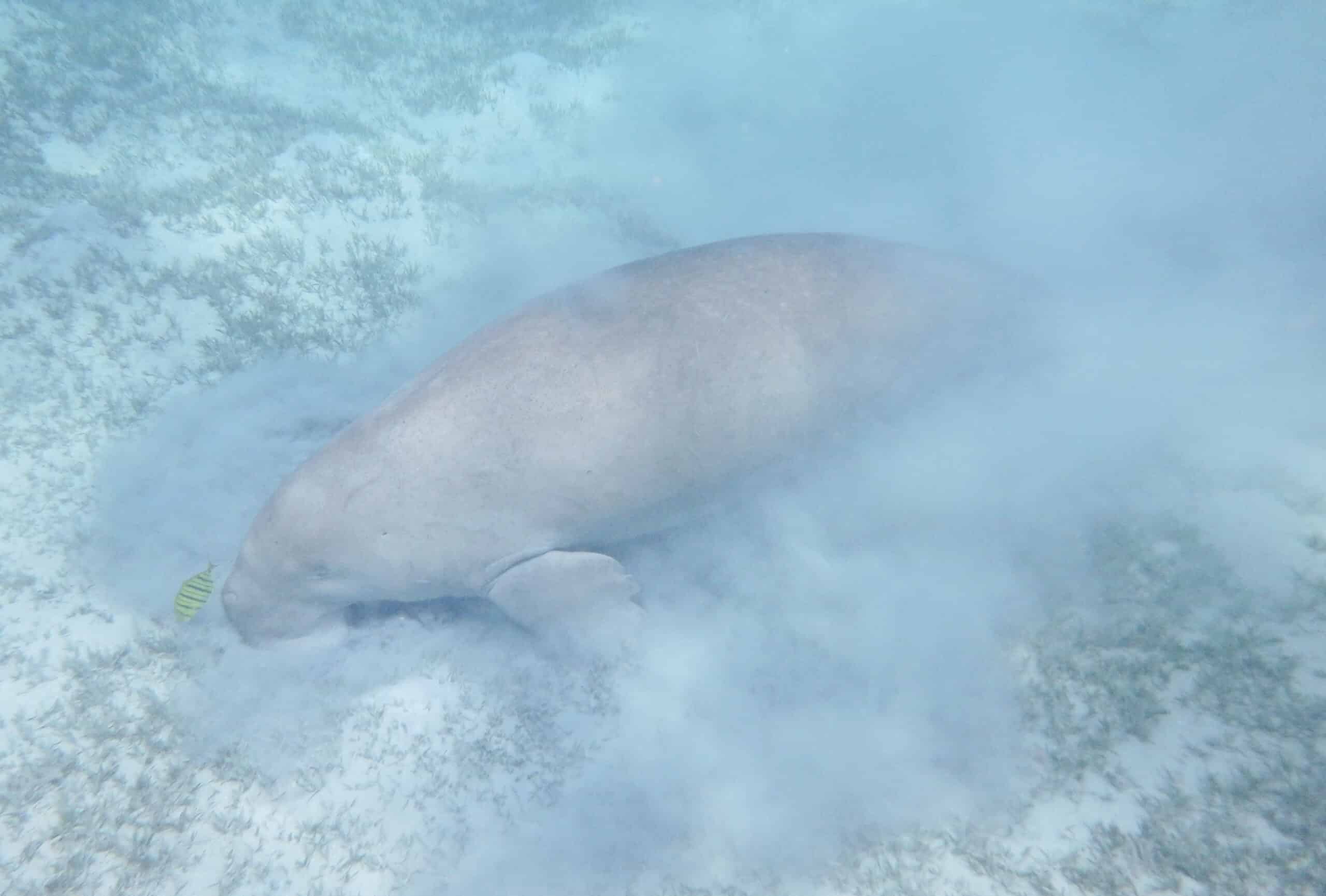 dugong dugon. seekuh. Дюгонь..rotes meer.. dscf9593wi dugong dugon. seekuh. Дюгонь..rotes meer.. dscf9593wi