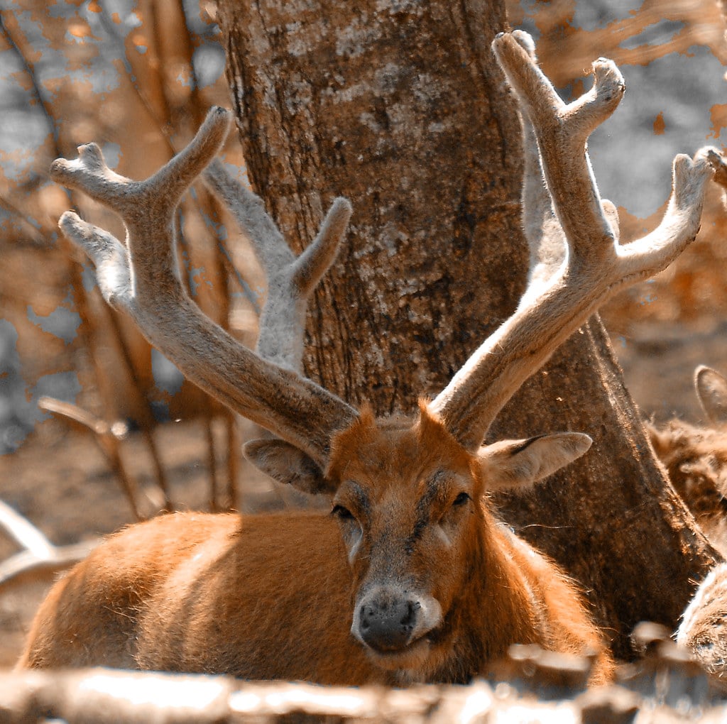 père david’s deer (elaphurus davidianus)