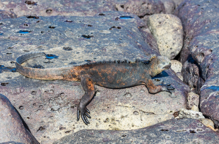 Iguana marina (Amblyrhynchus cristatus), isla Santa Cruz, islas Galápagos, Ecuador, 2015-07-26, DD 47