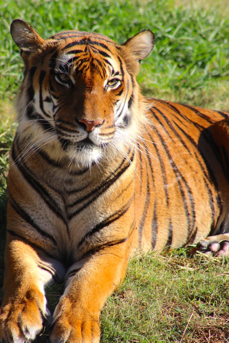 gahara the malayan tiger gahara the malayan tiger