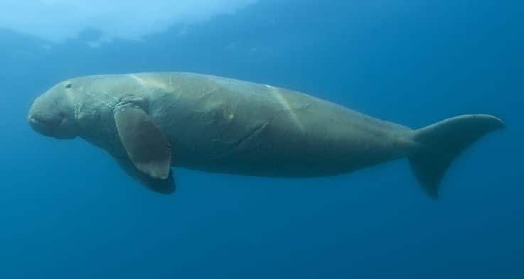 dugong dugon dugong dugon
