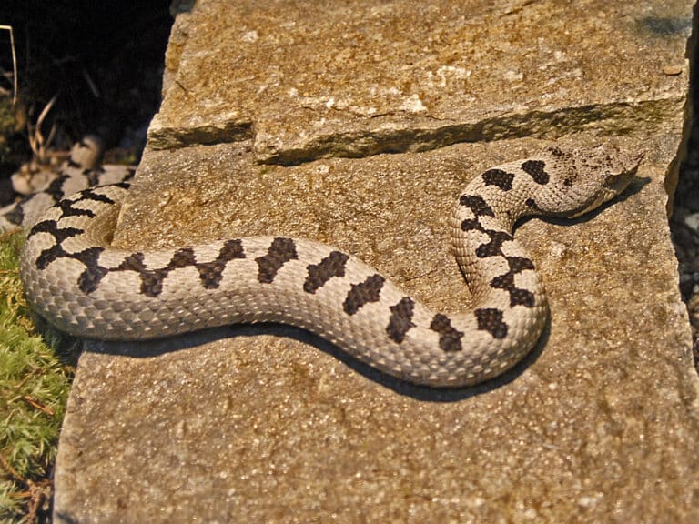viperidae vipera ammodytes transcaucasiana