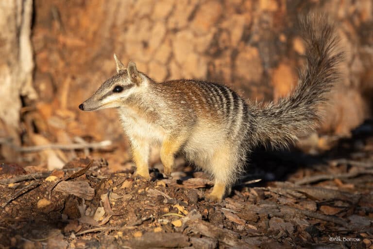 numbat myrmecobius fasciatus numbat myrmecobius fasciatus