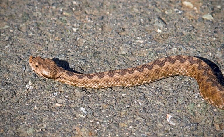 Южная носатая гадюка vipera ammodytes meridionalis eastern sand viper (nose horned viper) Пепелянка europäische hornotter (22583470725)