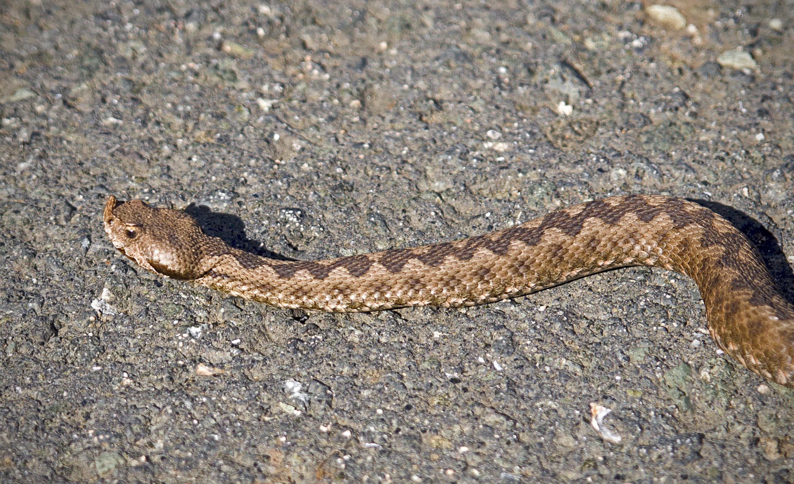 Южная носатая гадюка vipera ammodytes meridionalis eastern sand viper (nose horned viper) Пепелянка europäische hornotter (22583470725)