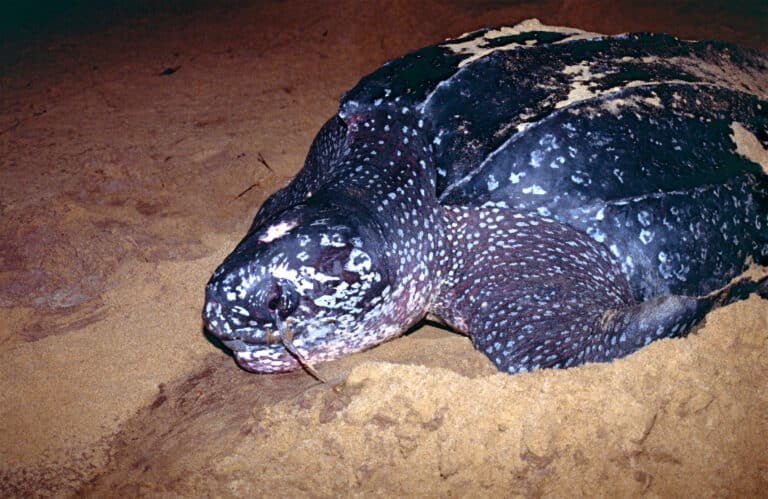 file:leatherback sea turtle (dermochelys coriacea) (10629536296).jpg