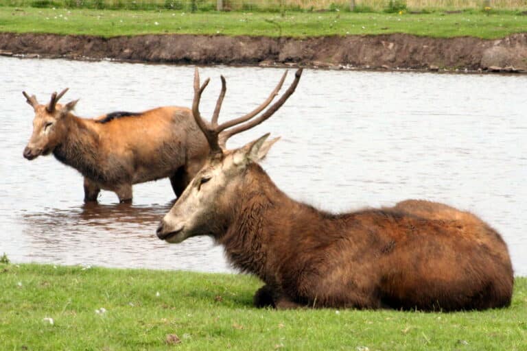 elaphurus davidianus the pere david’s deer knowsley safari park
