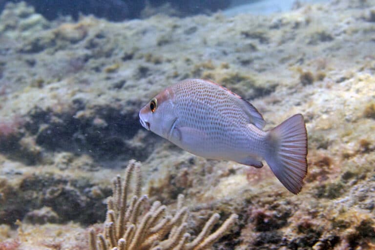 img 1969wa gray snapper (lutjanus griseus)