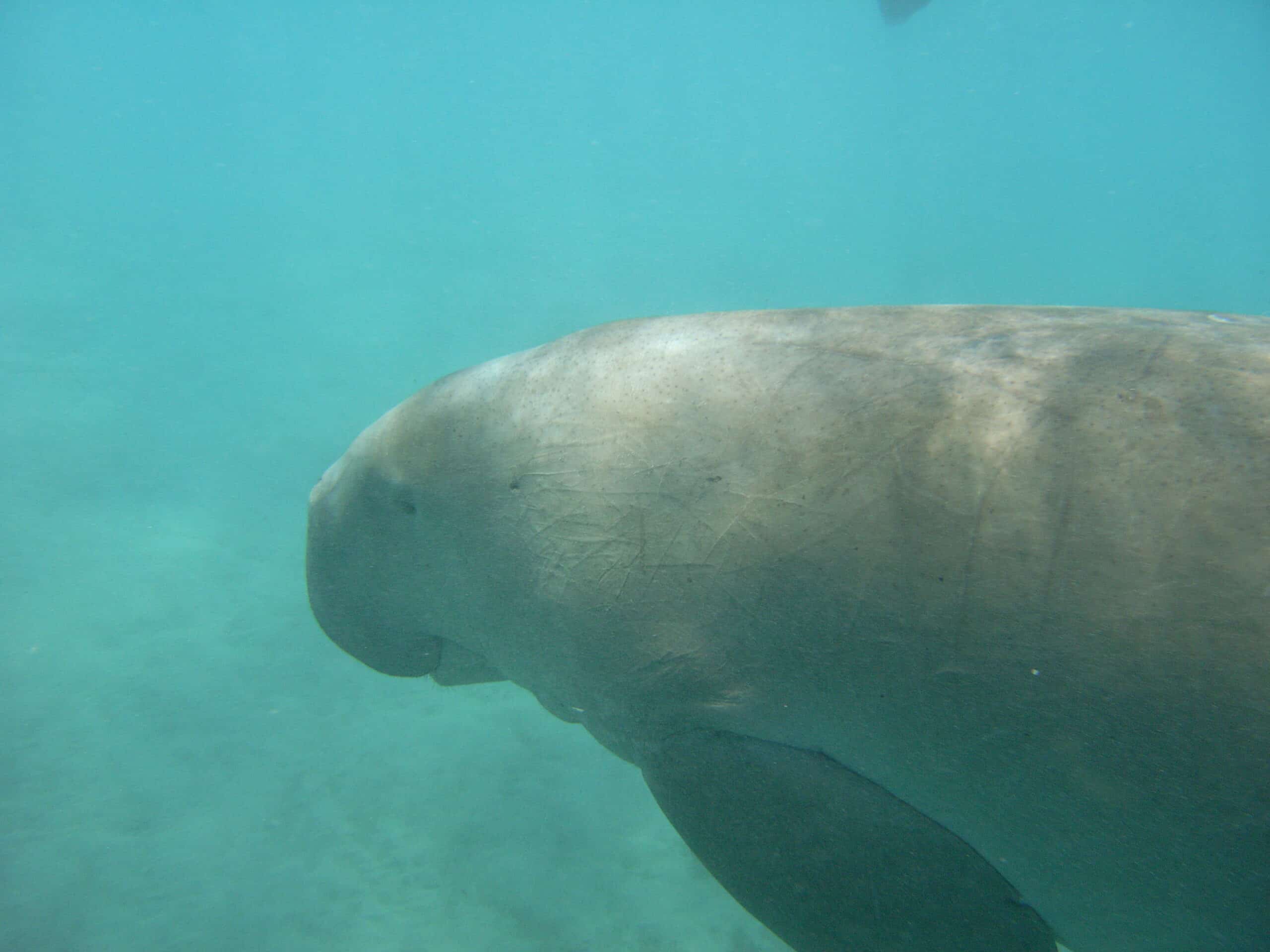 file:dugong profile.jpg file:dugong profile.jpg