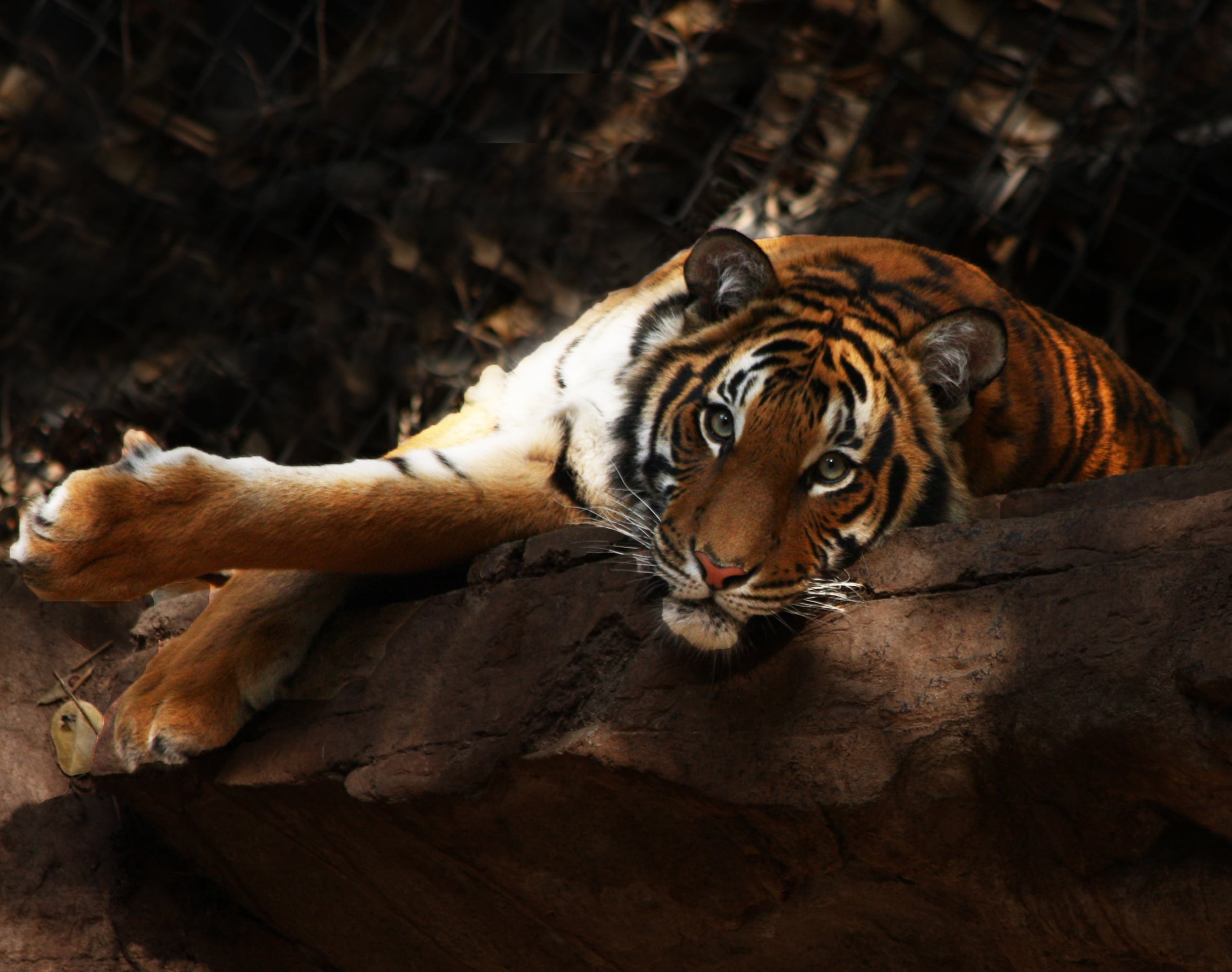 malayan tiger (4237797216) malayan tiger (4237797216)