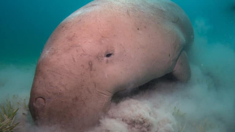 the dugongs of marsha shouna (dugong dugon) the dugongs of marsha shouna (dugong dugon)