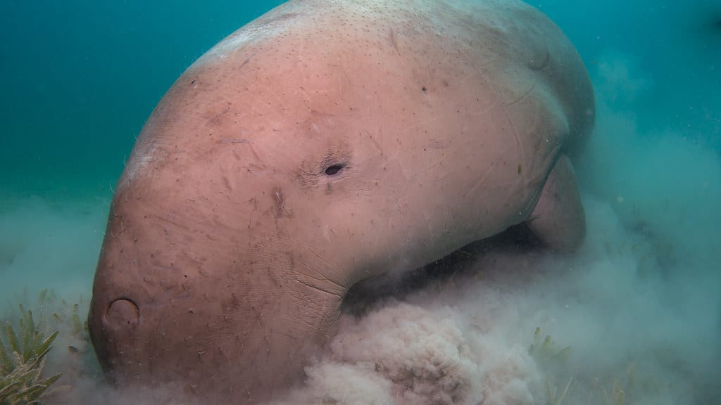 the dugongs of marsha shouna (dugong dugon) the dugongs of marsha shouna (dugong dugon)