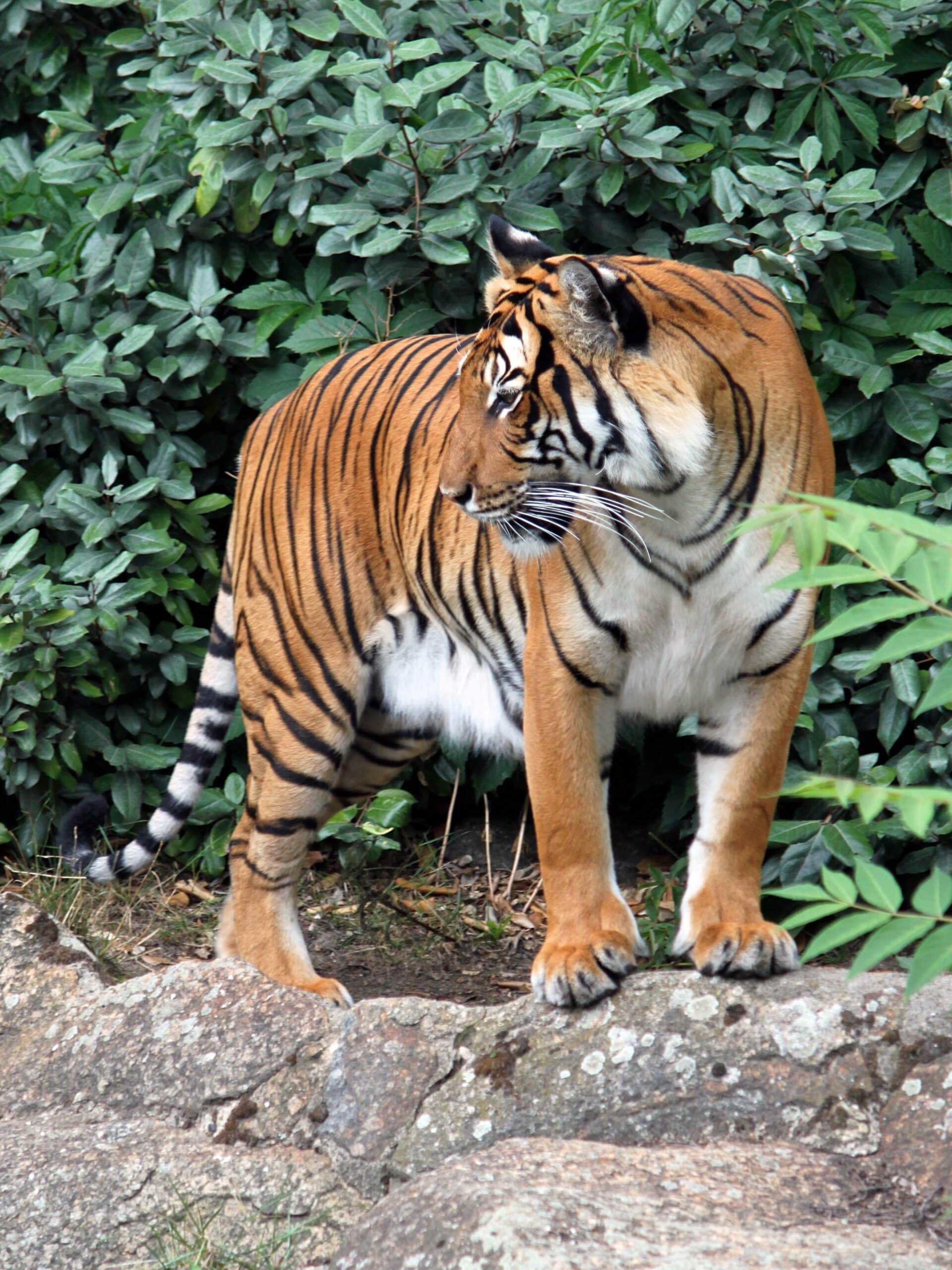 panthera tigris corbetti 02 panthera tigris corbetti 02