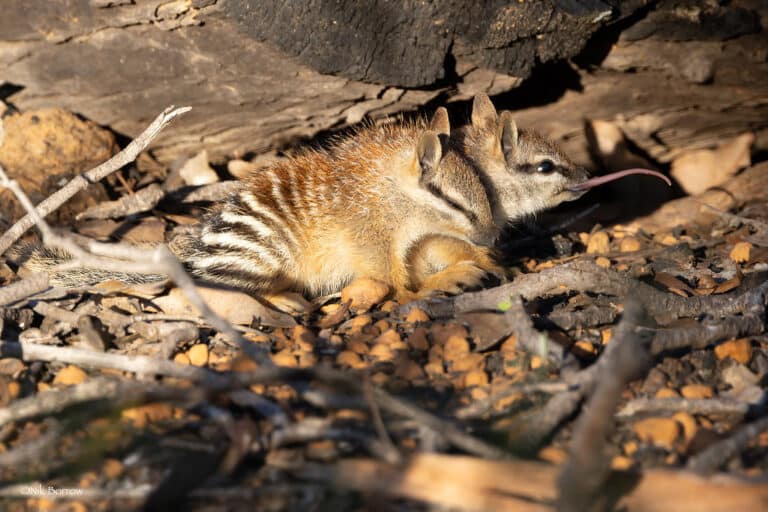 numbat myrmecobius fasciatus numbat myrmecobius fasciatus