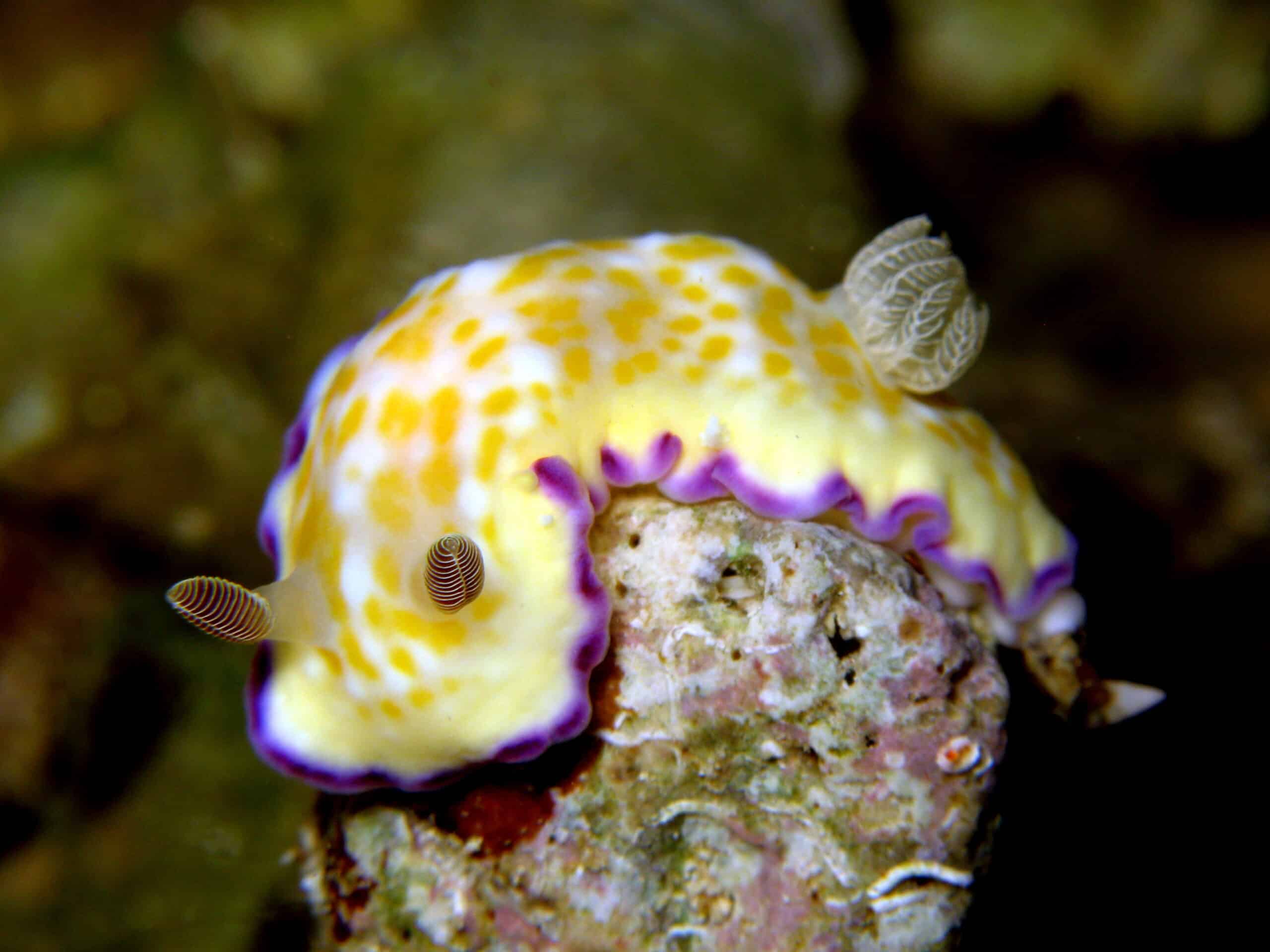 nudibranch chromodoris rufomaculata 6.1 nudibranch chromodoris rufomaculata 6.1