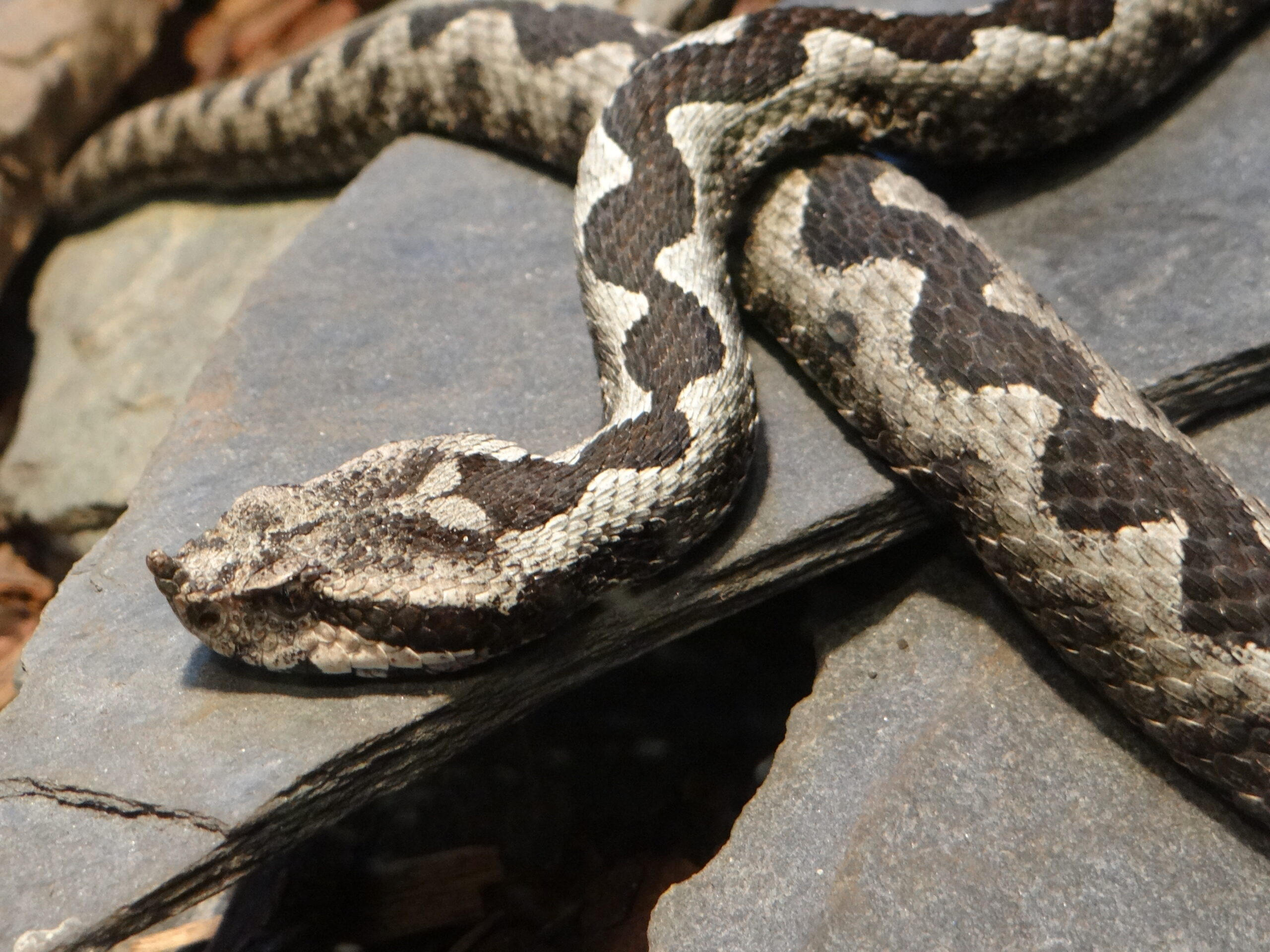 vipera ammodytes vivarium de meyrin