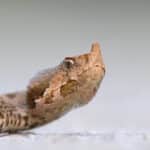 Nose-Horned Viper