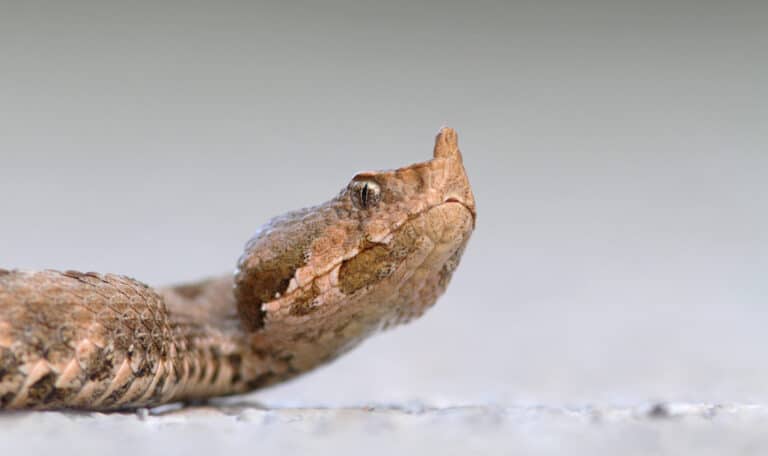 nose horned viper zandadder vipera ammodytes Nose-Horned Viper