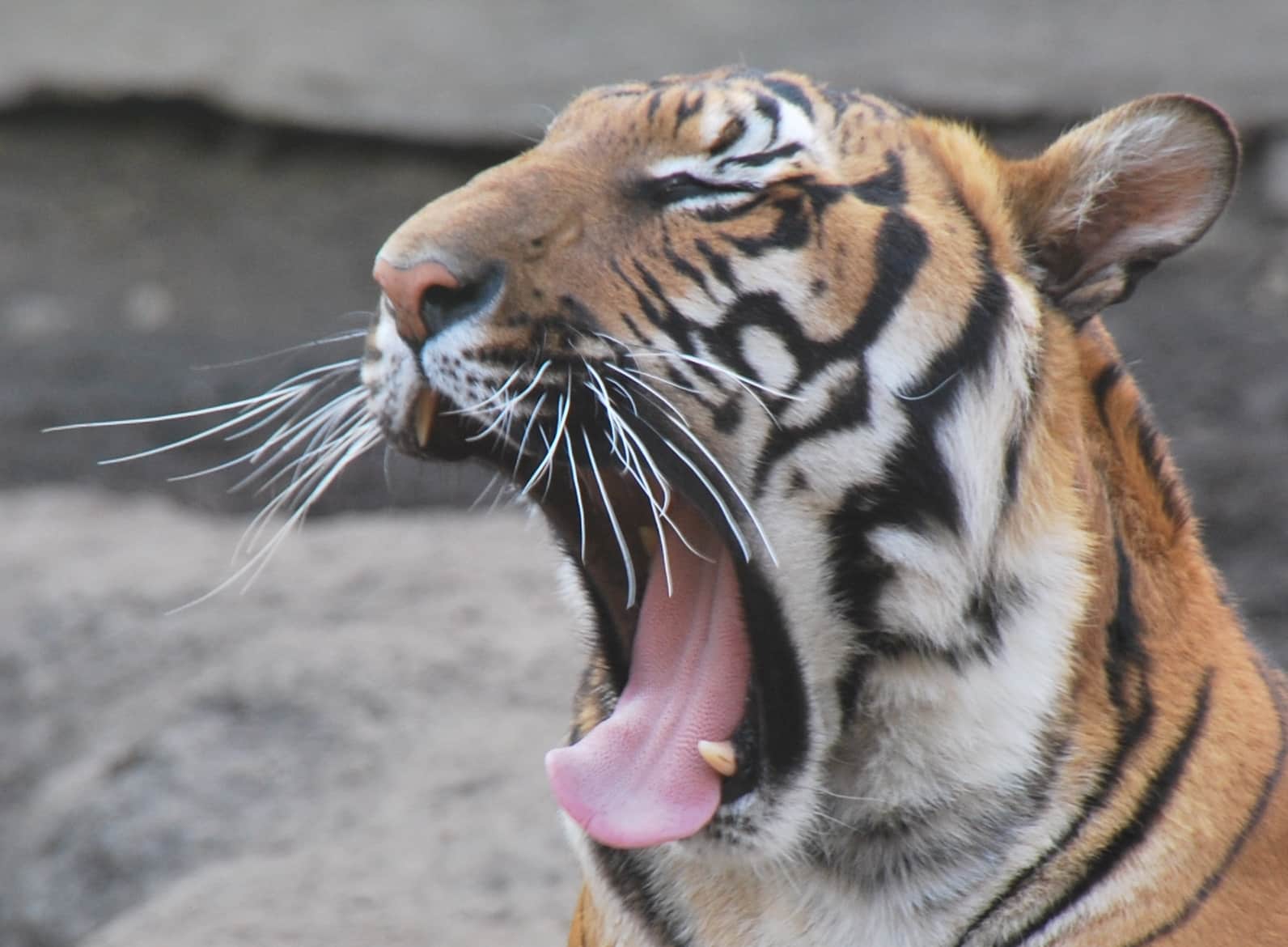 malayan tigers (4420391018) malayan tigers (4420391018)