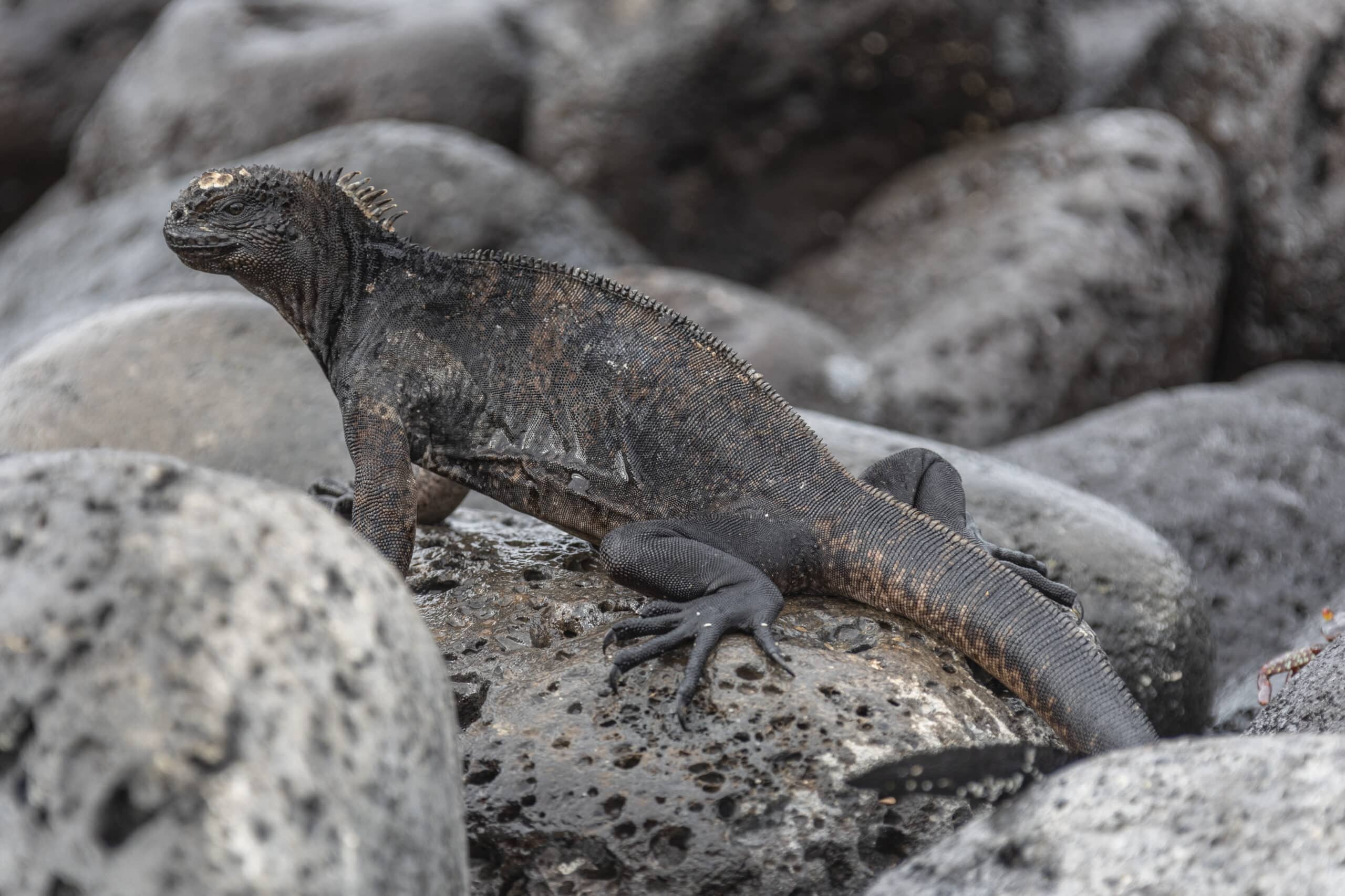 amblyrhynchus cristatus godzilla san christobal zeeleguaan 1644942976
