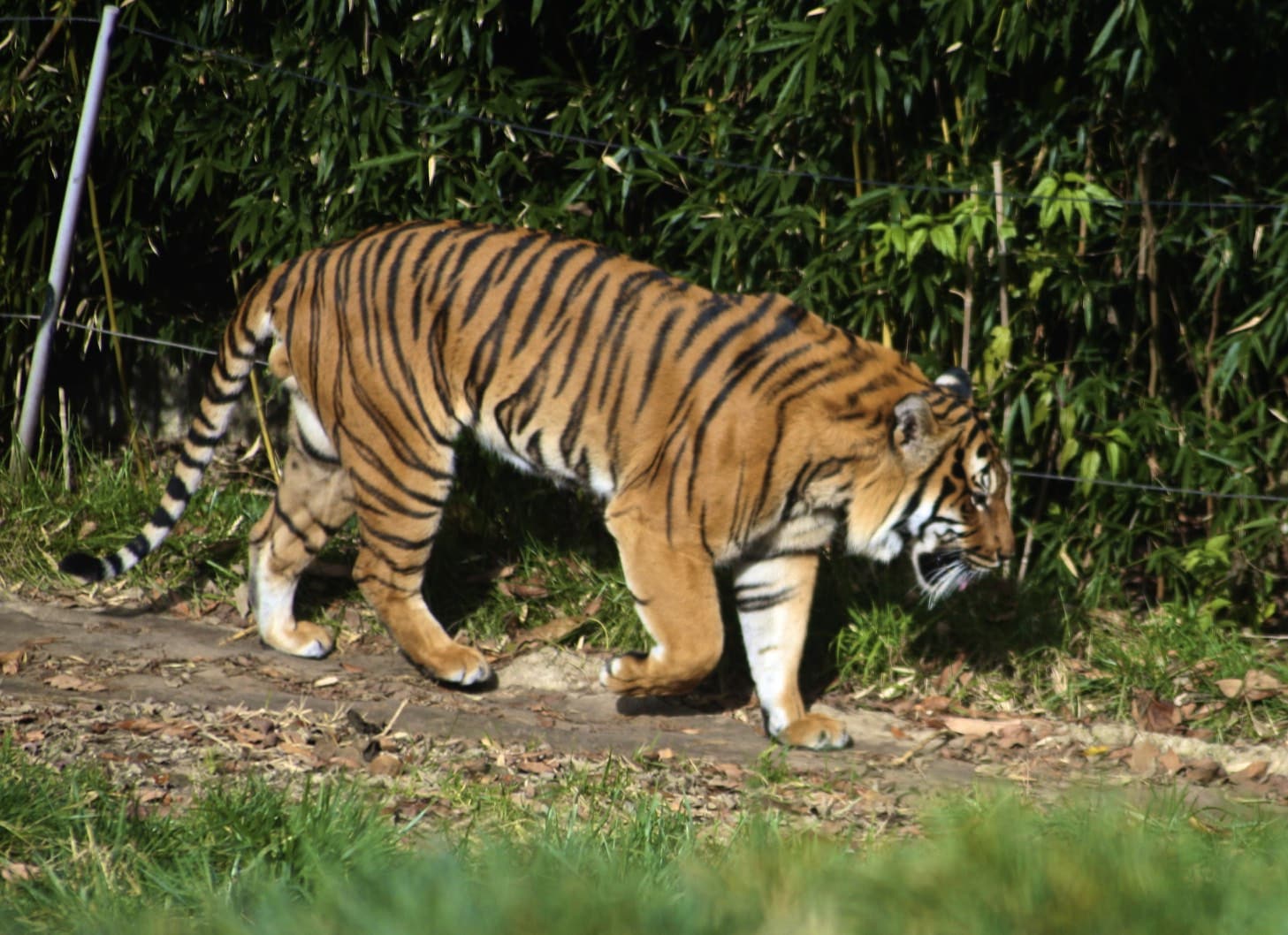 malayan tiger zoo malayan tiger zoo