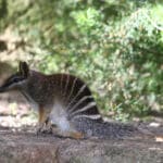 Numbat