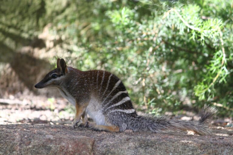 myrmecobius fasciatus perth zoo, western australia, australia 8a myrmecobius fasciatus perth zoo, western australia, australia 8a Numbat
