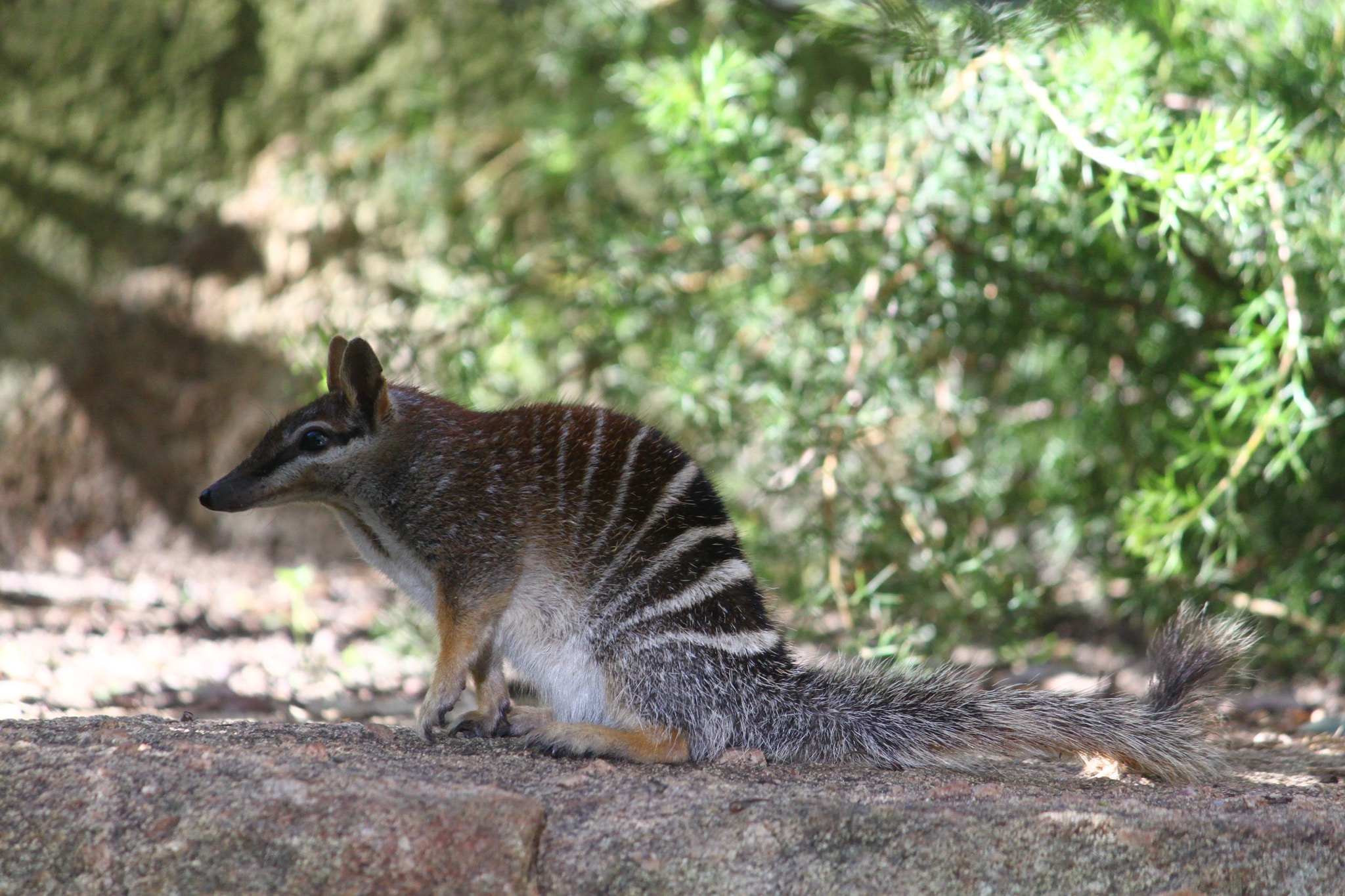 myrmecobius fasciatus perth zoo, western australia, australia 8a myrmecobius fasciatus perth zoo, western australia, australia 8a Numbat
