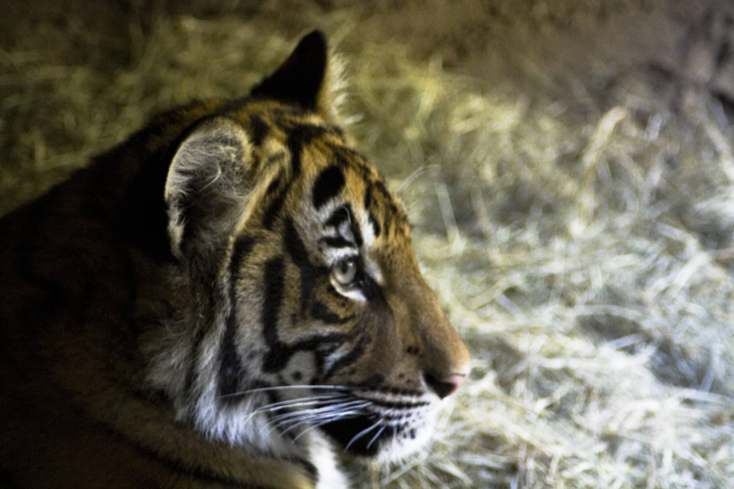 malayan tiger malayan tiger