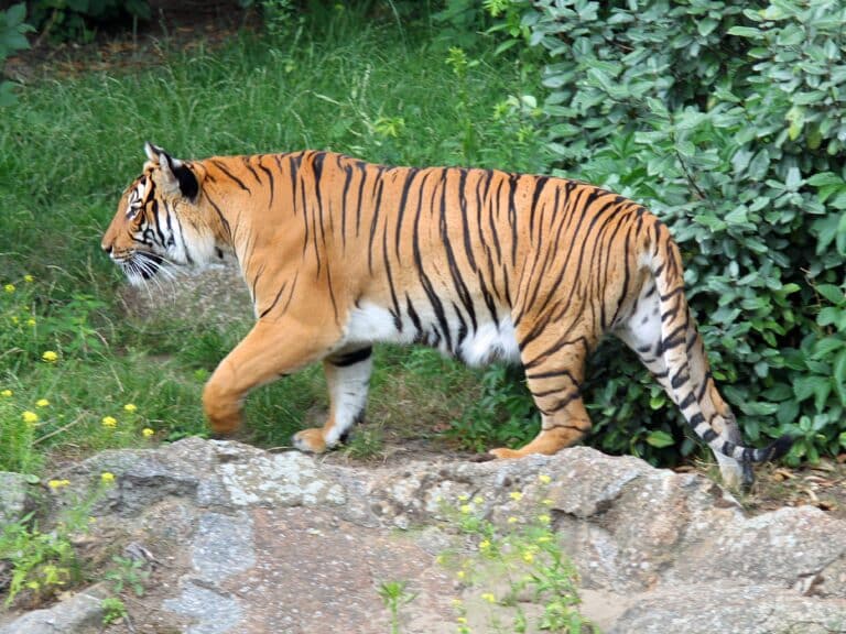panthera tigris corbetti 01 panthera tigris corbetti 01