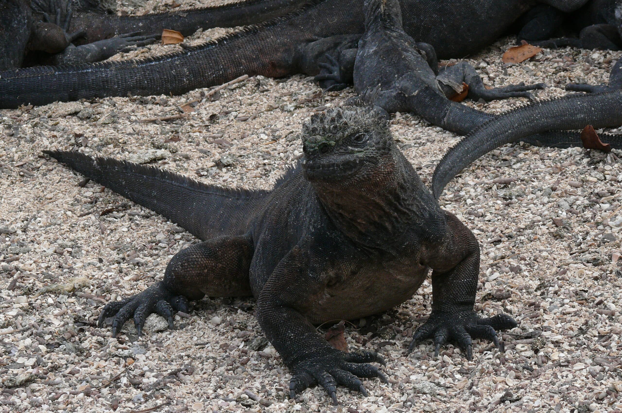amblyrhynchus cristatus