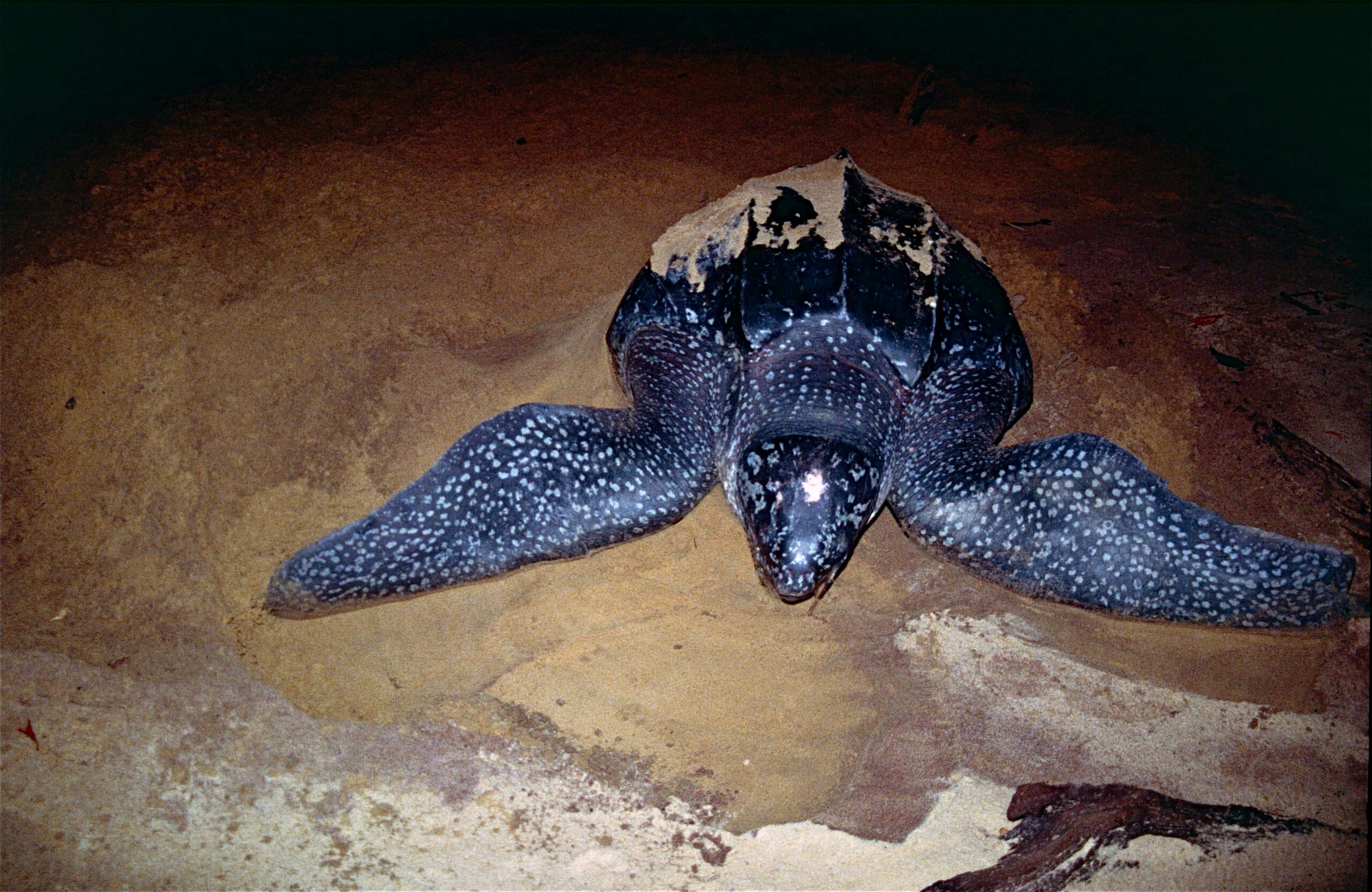 file:leatherback sea turtle (dermochelys coriacea) (10630072085).jpg
