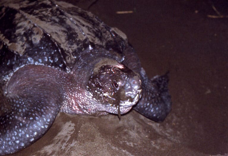 leatherback sea turtle (dermochelys coriacea) (24622605130)