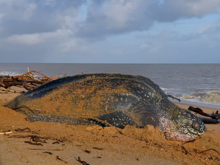lederschildpad dermochelys coriacea