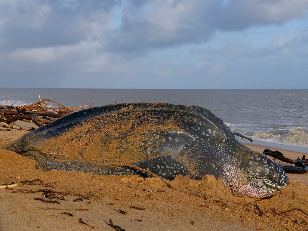 lederschildpad dermochelys coriacea