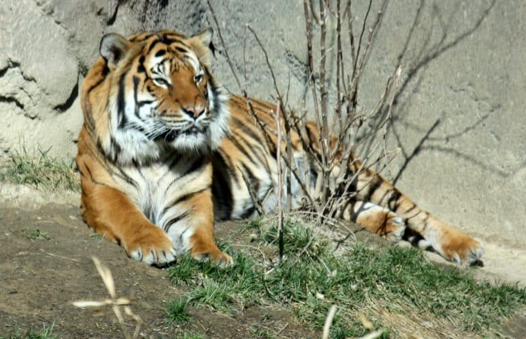 malayantiger pantheratigrisjackson2i malayantiger pantheratigrisjackson2i