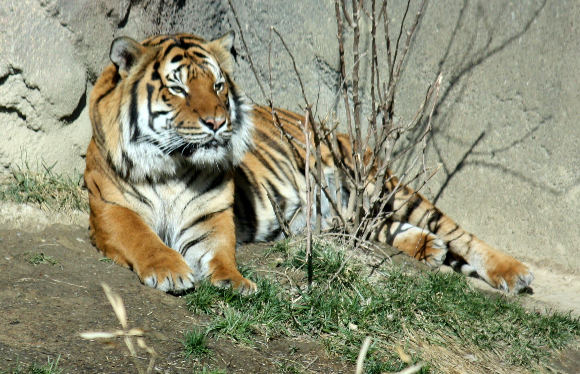 malayantiger pantheratigrisjackson2i malayantiger pantheratigrisjackson2i