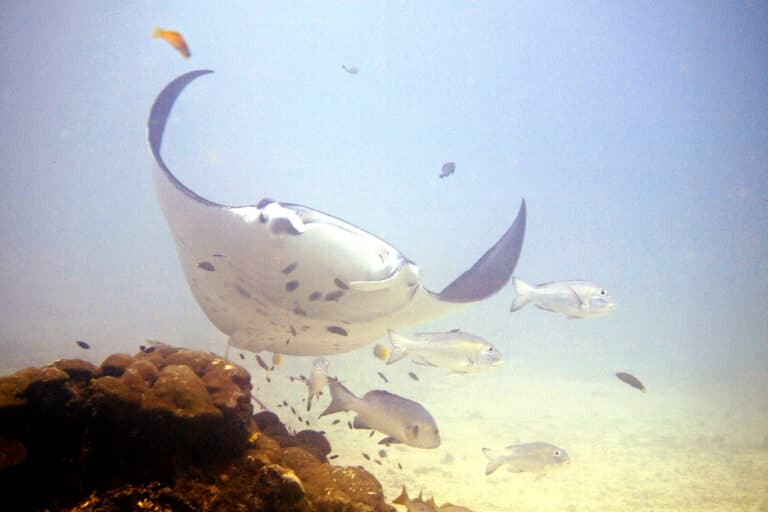 reef manta ray (14466141794)