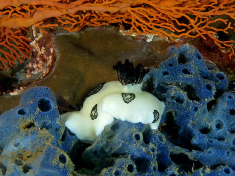 file:joruna funebris (nudibranch) on haliclona sp. (sponges).jpg file:joruna funebris (nudibranch) on haliclona sp. (sponges).jpg