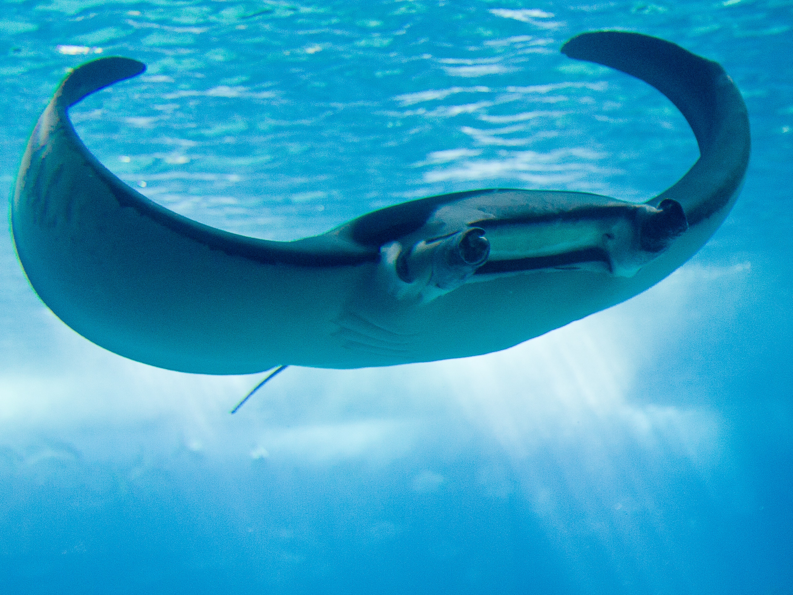 manta ray, lisboa aquarium 2008  Manta Ray