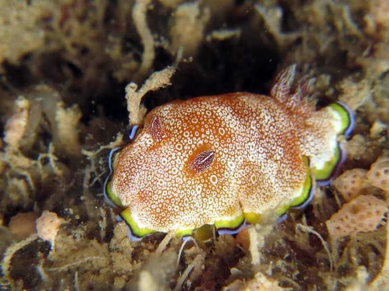 nudibranch chromodoris albopuncta nudibranch chromodoris albopuncta